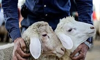 هشدار به عرضه کنندگان گوشت قرمز در فضای مجازی در استان لرستان