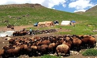 پرداخت ۵۲ میلیارد تسهیلات به عشایر لرستان در راستای رشد تولید