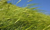 مبارزه شیمیایی علیه علف‌های هرز گندم در آبادان