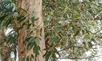 ایجاد مجتمع تولید و زراعت چوب اقتصادی در پلدختر  