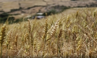 افزایش عملکرد محصولات دیم با ارقام بومی