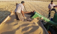 خرید بیش از ۹۰ هزار تن گندم از زراعین توسط تعاون روستایی آذربایجان‌غربی 