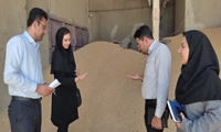 نظارت میدانی بر برداشت گندم آبی در مرند / خرید ۶۵۰۰ تن گندم تا امروز