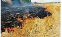 نابودی مزارع، با آتش زدن کاه و کلش زمین آتش زدن کاه و کلش باقی مانده پس از برداشت