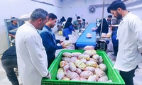 نظارت های بهداشتی و شرعی دامپزشکی در کشتارگاه های طیور رامهرمز