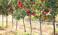 الگوی کشت باغی خراسان‌شمالی بومی‌سازی شده است