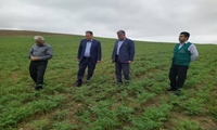 جهش 10 برابری تولید علوفه در اراضی دیم آذربایجان شرقی: خبر خوش برای دامداران
