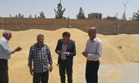 پیش بینی خریدتضمینی دوهزار تن گندم در سال زراعی جاری