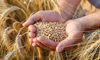 خرید بیش از ۴۲ هزار تن گندم در لرستان تاکنون