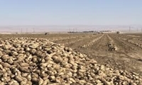 جهش تولید چغندرقند در کرمانشاه؛ افزایش 2.5 برابری تولید پاییزه
