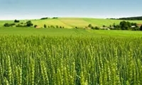 تبدیل آیش زرد به سبز یکی از اولویتهای کاری سازمان جهاد کشاورزی کردستان