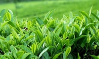 قیمت خرید تضمینی برگ سبز چای اعلام شد