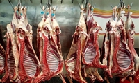 استان سیستان و بلوچستان ظرفیت چشمگیری برای افزایش تولید گوشت دارد