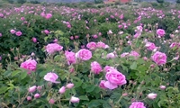 اشتغال‌زایی و سودآوری با عطر گل محمدی/ احداث بیش از یکهزار هکتار باغ گل محمدی در استان لرستان