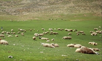  ۳۲ هزار پروانه مرتع‌داری در خراسان شمالی صادر شد