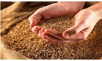 توزیع ۲۵ تُن بذر گواهی‌شده گندم در نور/ هدف‌گذاری برای پوشش ۲۱۰ هکتار اراضی کشاورزی