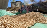شتاب درتوسعه کشاورزی نوین؛ برگزاری دوره‌های تخصصی کشت مکانیزه نخود در لرستان 