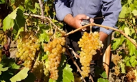 برداشت هزار و ۹۲۵ تُن انگور در اسفراین