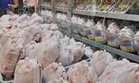 ۵۰۰ تُن مرغ گرم از استان همدان به عراق صادر شد