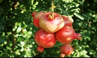 برداشت انار از باغات شهرستان سیروان در استان ایلام