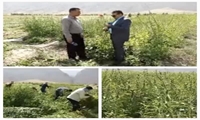 آغاز برداشت کنجد از مزارع شهرستان دره‌شهر 
