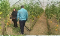 آغاز برداشت محصول گلخانه ای  گوجه فرنگی در شهرستان چرداول