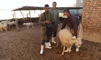 بیش از ۲۳۹ هزار راس دام در سقز علیه تب برفکی واکسینه شدند