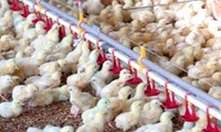 جوجه‌ریزی مرغ گوشتی در خراسان رضوی از مرز ۷۹ میلیون قطعه گذشت