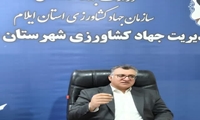 آغاز برداشت محصول برنج از شالیزارهای شهرستان دهلران