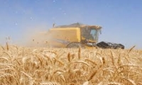 کیفیت بالای گندم در خوزستان