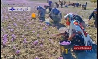 برگزاری مسابقه تلاش (گل‌جمع‌کنی و گل پاک‌کنی زعفران) در فاروج 