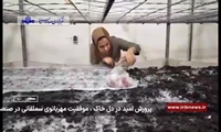موفقیت بانوی سملقانی در پرورش صنعت قارچ 