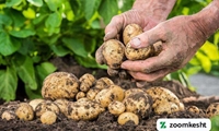 برداشت بیش از ۹۵ هزار تن سیب زمینی در استان مرکزی