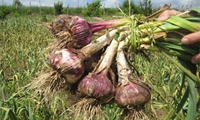 کشت ۲۶ هکتار سیر در بهشهر/ محصولی اقتصادی و کم‌آب‌بر در مسیر توسعه کشاورزی پایدار