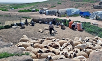 توزیع ۱۴هزار تن نهاده دامی برای عشایر خوزستان