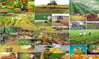 خراسان رضوی؛ سومین قطب تولید محصولات کشاورزی ایران