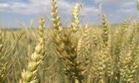  آغاز کاشت گندم در پایلوت طرح ارتقای حاصلخیزی خاک در خرمشهر