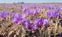 اجرای برنامه های هدفمند در ماهنشان در راستای ارتقای بهره وری و مدیریت منابع آب در بخش کشاورزی
