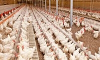 تأمین ۵۰۰ تُن ذرت و ۳۰۰ تُن کنجاله سویا برای مرغداران خراسان‌شمالی