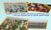 برداشت محصول کاکتوس اپونتیا از سطح دو هکتار از اراضی شهرستان دهلران استان ایلام ،با تولیدی معادل ۲ تن میوه و بیش از ۵ تن علوفه در هکتار انجام شد