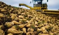 جایگاه هشتمی سطح زیرکشت و دهمی تولید چغندرقند برای خراسان شمالی