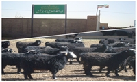 حفاظت از ذخائر ژنتیکی بز کرکی؛ تامین امنیت نسل های آینده 