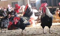مرکز اصلاح‌نژاد مرغ بومی کاسپین؛ طلایه‌دار تولید نژاد ملی و تقویت امنیت غذایی