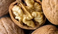 گردوی آذربایجان‌شرقی در مسیر ارزآوری/ محصولی کوچک با نقشی بزرگ در اقتصاد غیرنفتی
