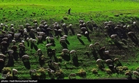 اجرای طرح اصلاح نژاد دام بر روی ۷۰۰۰ رأس در همدان