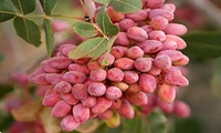 برداشت محصول پسته از باغات شهرستان شهربابک 