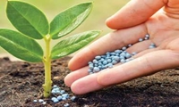 جهش ۷۰ درصدی توزیع کودهای یارانه‌ای در همدان؛ نتیجه برنامه‌ریزی هدفمند و تلاش شبانه‌روزی