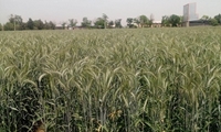 پرورش راتون در ۶۰ هزار هکتار از شالیزارهای گیلان
