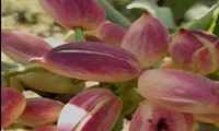 پیش بینی۱۳ تُن پسته از سطح ۱۵۷ هکتار سطح باغ‌ بارور