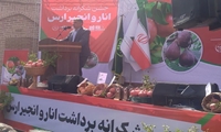 ۶۰۰ هکتار باغ انار در جلفا؛ جلوه‌ای از تلفیق کشاورزی و گردشگری در حاشیه رود ارس